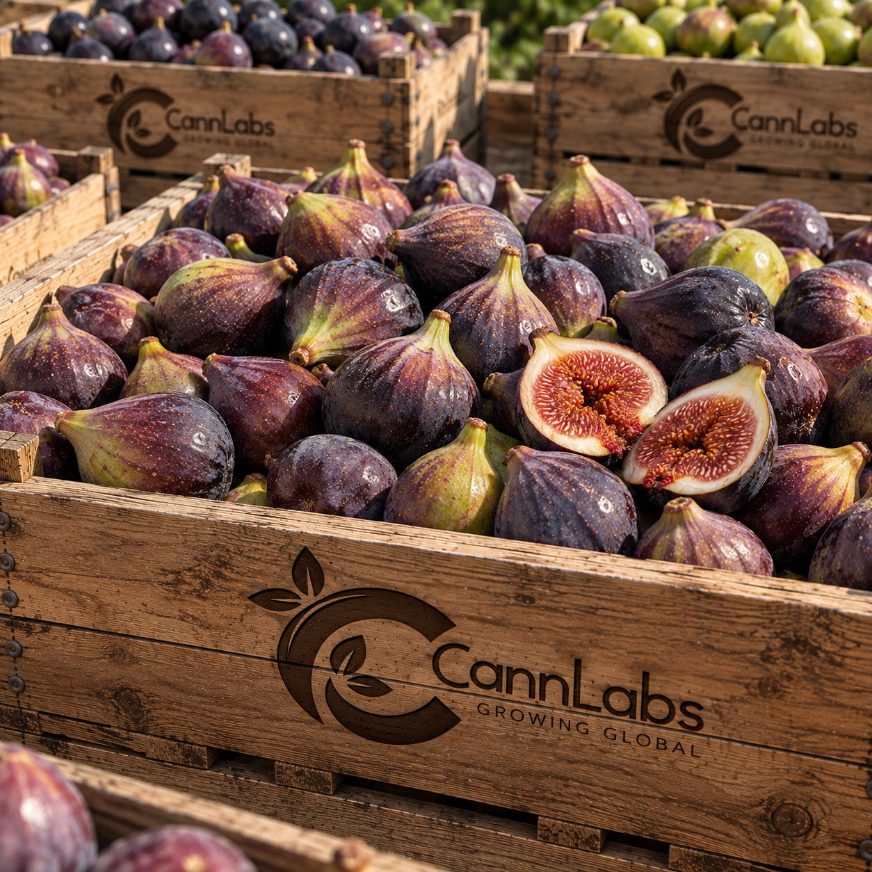 Figs