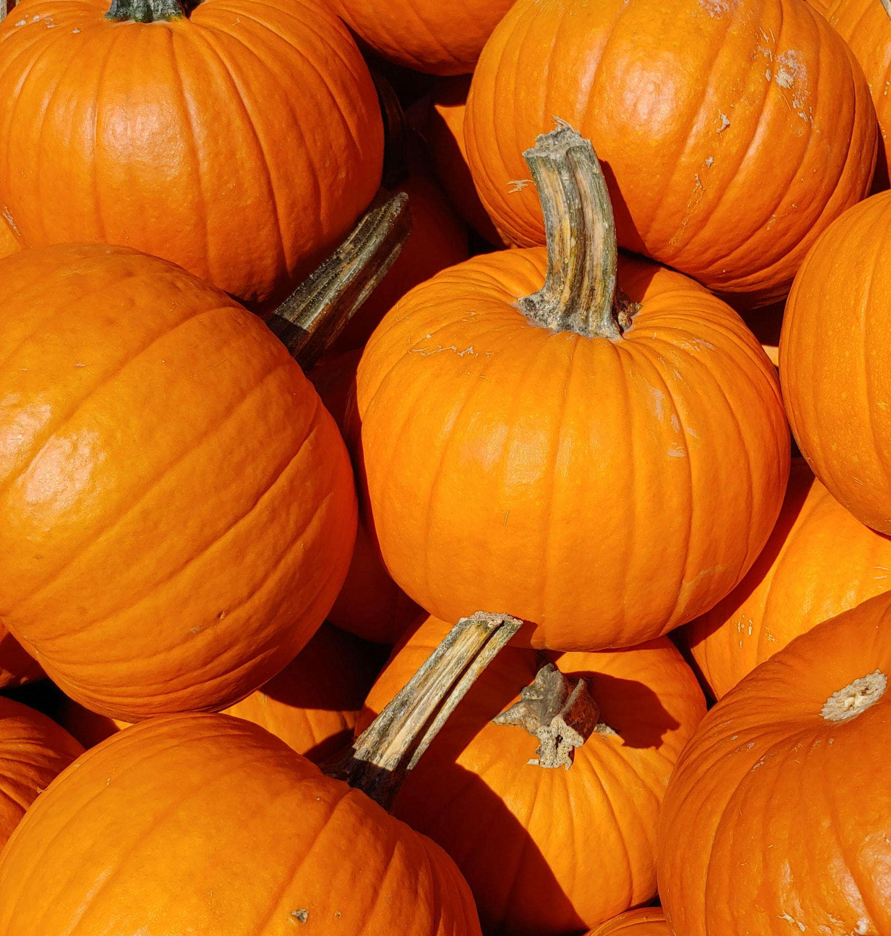 fall produce