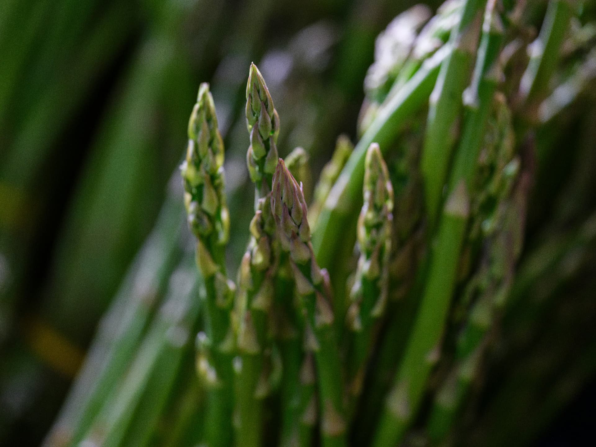 spring produce