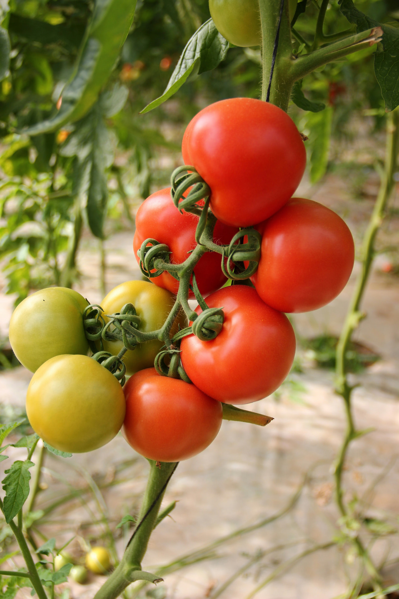 summer produce