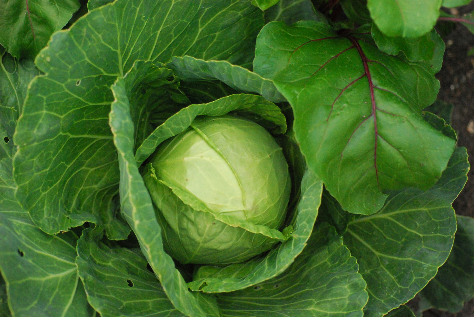 winter produce